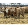 Image 3 : Stankievech Ranches - 770# Steers - 82 Head (Trochu, AB)