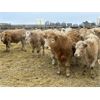 Image 4 : Stankievech Ranches - 770# Steers - 82 Head (Trochu, AB)