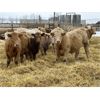 Image 5 : Stankievech Ranches - 770# Steers - 82 Head (Trochu, AB)