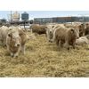 Image 6 : Stankievech Ranches - 770# Steers - 82 Head (Trochu, AB)