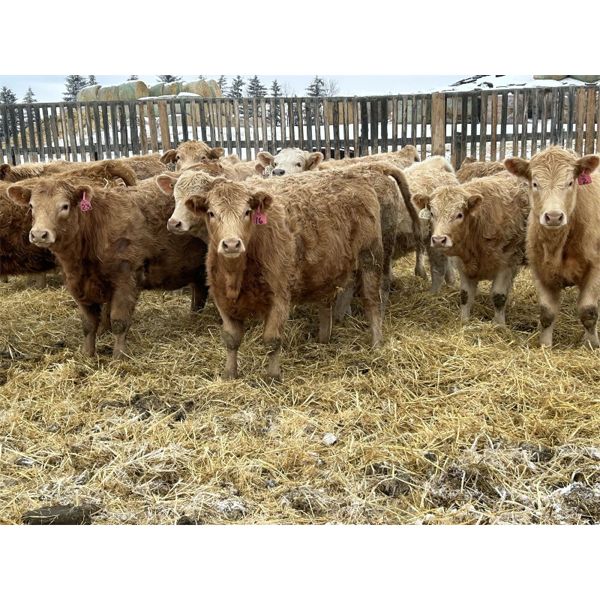 Stankievech Ranches - 730# Heifers - 86 Head (Trochu, AB)