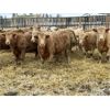 Image 1 : Stankievech Ranches - 730# Heifers - 86 Head (Trochu, AB)
