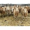 Image 2 : Stankievech Ranches - 730# Heifers - 86 Head (Trochu, AB)