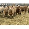 Image 3 : Stankievech Ranches - 730# Heifers - 86 Head (Trochu, AB)