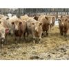 Image 4 : Stankievech Ranches - 730# Heifers - 86 Head (Trochu, AB)