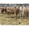 Image 6 : Stankievech Ranches - 730# Heifers - 86 Head (Trochu, AB)