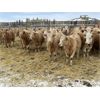 Image 7 : Stankievech Ranches - 730# Heifers - 86 Head (Trochu, AB)