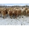 Image 8 : Stankievech Ranches - 730# Heifers - 86 Head (Trochu, AB)