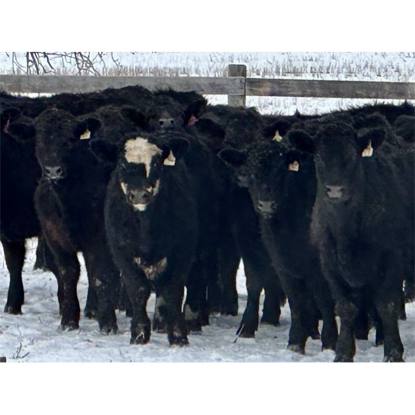 Sturgeon River Ranching - 830# Steers - 75 Head (Rockyford, AB)