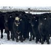 Image 1 : Sturgeon River Ranching - 830# Steers - 75 Head (Rockyford, AB)
