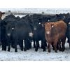 Image 2 : Sturgeon River Ranching - 830# Steers - 75 Head (Rockyford, AB)