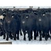 Image 4 : Sturgeon River Ranching - 830# Steers - 75 Head (Rockyford, AB)