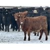 Image 5 : Sturgeon River Ranching - 830# Steers - 75 Head (Rockyford, AB)