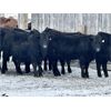 Image 7 : Sturgeon River Ranching - 830# Steers - 75 Head (Rockyford, AB)