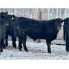 Image 8 : Sturgeon River Ranching - 830# Steers - 75 Head (Rockyford, AB)
