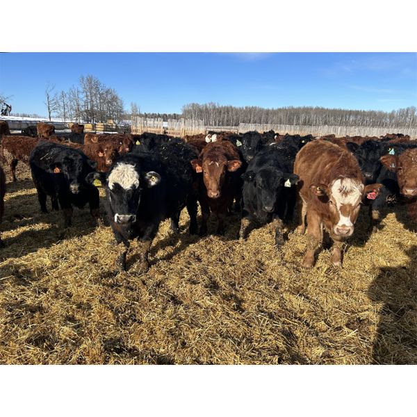 Rice Farms - 950# Steers - 190 Head (Lacombe, AB)