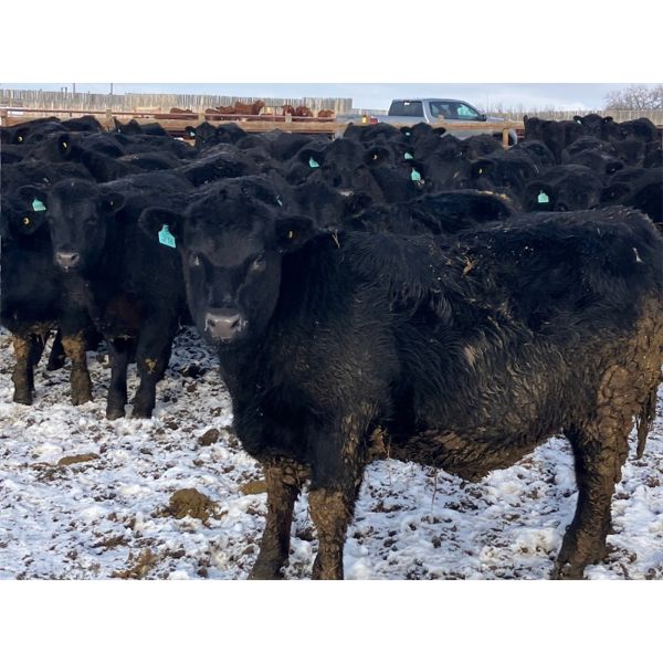 Hawk Ranching - 960# Steers - 120 Head (Parkland, AB)