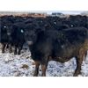 Image 1 : Hawk Ranching - 960# Steers - 120 Head (Parkland, AB)