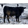 Image 2 : Hawk Ranching - 960# Steers - 120 Head (Parkland, AB)