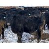 Image 4 : Hawk Ranching - 960# Steers - 120 Head (Parkland, AB)