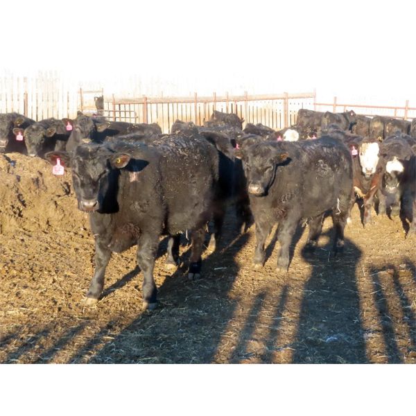 CDA Farms Ltd. - 930# Steers - 66 Head (Lemberg, SK)