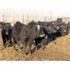 Image 2 : CDA Farms Ltd. - 930# Steers - 66 Head (Lemberg, SK)