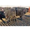 Image 3 : CDA Farms Ltd. - 930# Steers - 66 Head (Lemberg, SK)