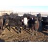 Image 5 : CDA Farms Ltd. - 930# Steers - 66 Head (Lemberg, SK)