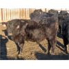 Image 6 : CDA Farms Ltd. - 930# Steers - 66 Head (Lemberg, SK)