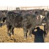 Image 7 : CDA Farms Ltd. - 930# Steers - 66 Head (Lemberg, SK)