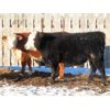 Image 8 : CDA Farms Ltd. - 930# Steers - 66 Head (Lemberg, SK)