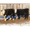 Image 9 : CDA Farms Ltd. - 930# Steers - 66 Head (Lemberg, SK)