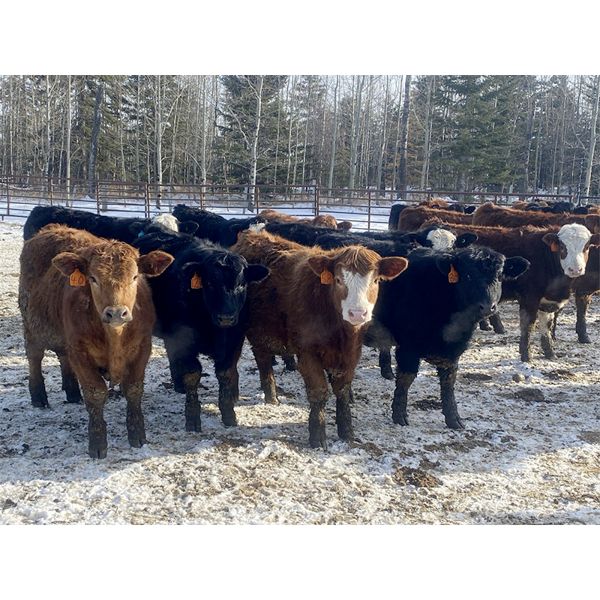 K-B Farms - 730# Steers - 82 Head (Sundre, AB)