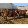 Image 1 : K-B Farms - 625# Heifers - 55 Head (Sundre, AB)