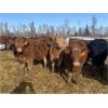 Image 2 : K-B Farms - 625# Heifers - 55 Head (Sundre, AB)