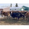 Image 3 : K-B Farms - 625# Heifers - 55 Head (Sundre, AB)
