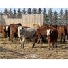 Image 4 : K-B Farms - 625# Heifers - 55 Head (Sundre, AB)