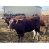 Image 6 : K-B Farms - 625# Heifers - 55 Head (Sundre, AB)