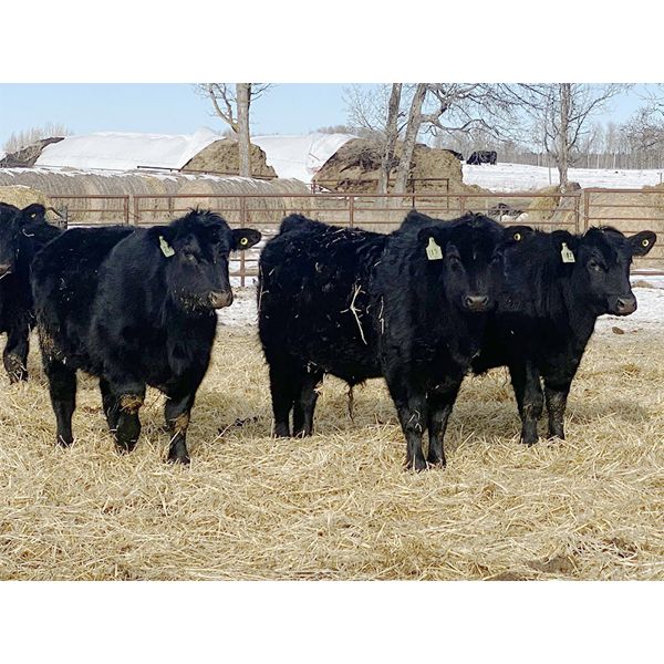 Gavin Fraser - 825# Steers - 50 Head (Rimbey, AB)
