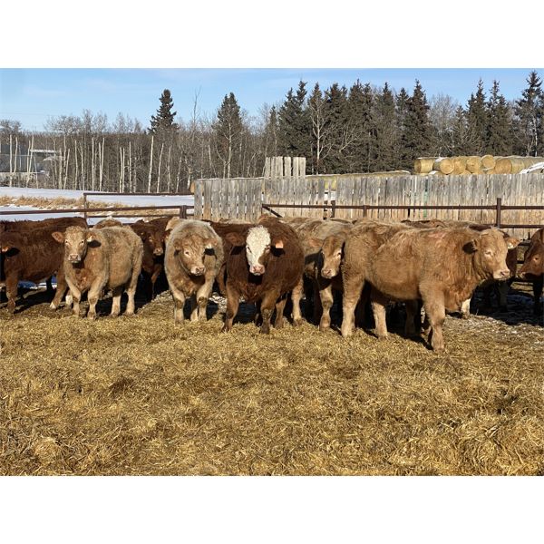 Torbay Farms Ltd. - 1066# Steers - 58 Head (Sundre, AB)
