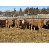 Image 1 : Torbay Farms Ltd. - 1066# Steers - 58 Head (Sundre, AB)