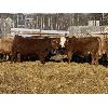 Image 2 : Torbay Farms Ltd. - 1066# Steers - 58 Head (Sundre, AB)