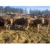 Image 3 : Torbay Farms Ltd. - 1066# Steers - 58 Head (Sundre, AB)