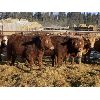 Image 4 : Torbay Farms Ltd. - 1066# Steers - 58 Head (Sundre, AB)