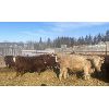 Image 6 : Torbay Farms Ltd. - 1066# Steers - 58 Head (Sundre, AB)
