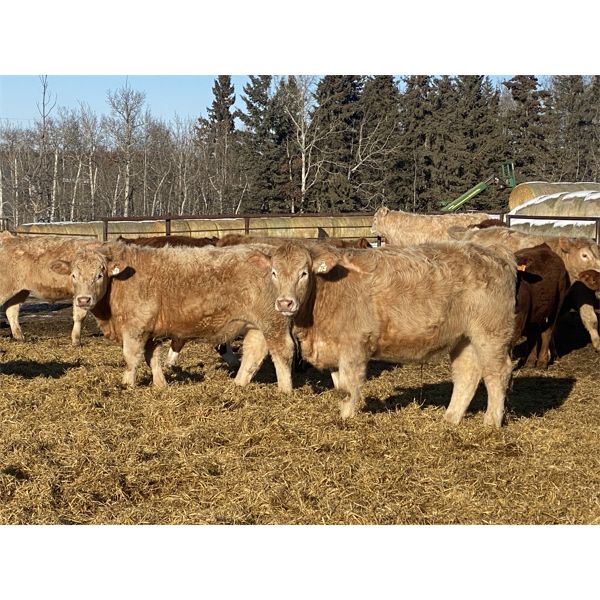 Torbay Farms Ltd. - 947# Steers - 65 Head (Sundre, AB)