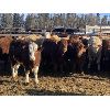 Image 4 : Torbay Farms Ltd. - 947# Steers - 65 Head (Sundre, AB)