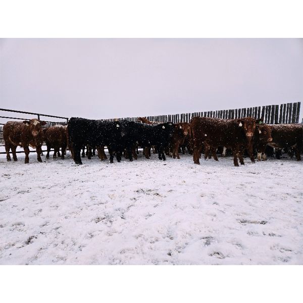 Dennis Herman - 975# Steers - 65 Head (Hoadley, AB)