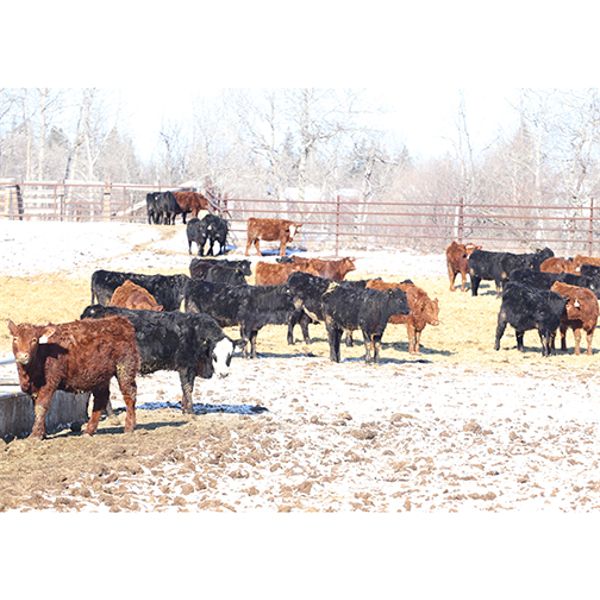 Coteau Ranch - 685# Heifers - 85 Head (Kisbey, SK)