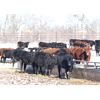 Image 2 : Coteau Ranch - 685# Heifers - 85 Head (Kisbey, SK)